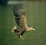 White-tailed Eagle