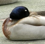 Mallard showing white eyelid
