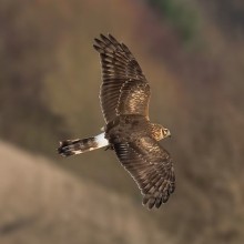 female Hen Harrier © Andreas Trepte www.photo-natur.de