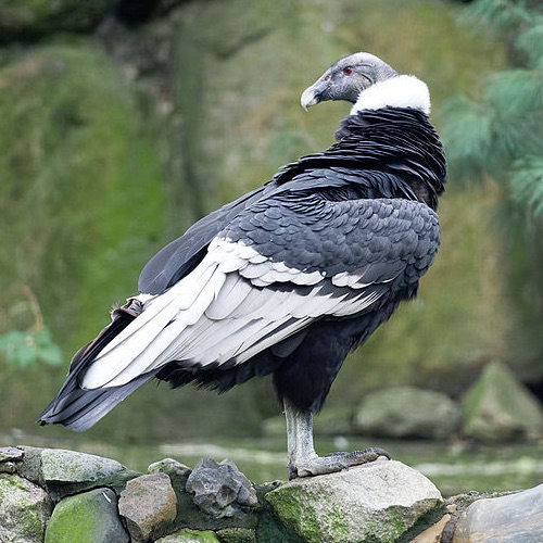 IBIS 161-4 Andean Condor - British Ornithologists' Union ...