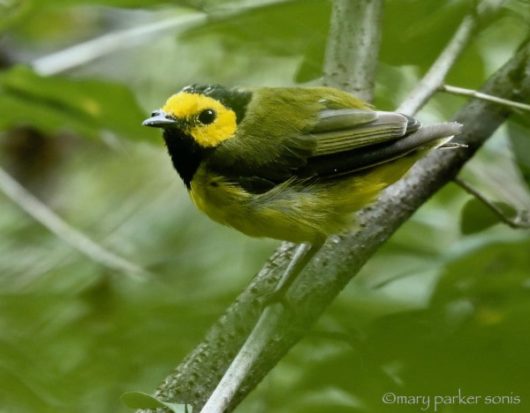 Mother Songbirds Pick Up The Slack LaptrinhX News